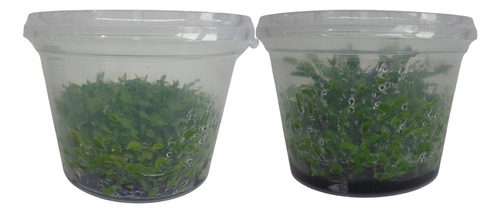 Dionaea 100- 120 Plantas In Vitro + Kit De Aclimatización