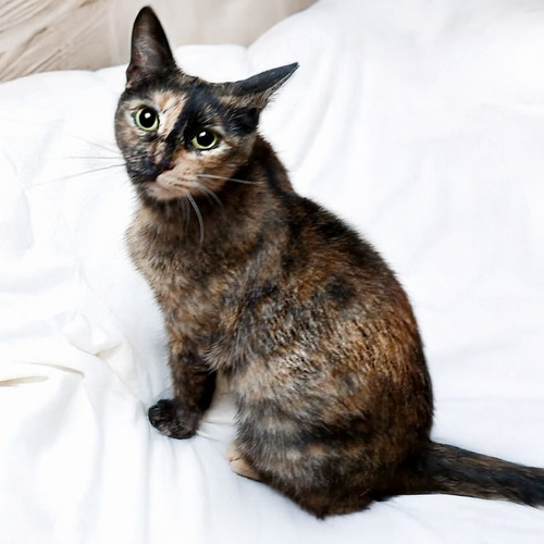 Gata Carey En Adopcion Responsable