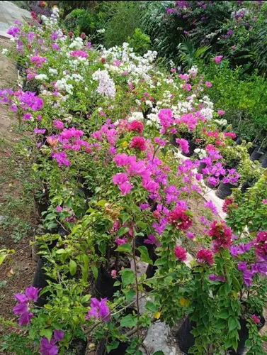 Plantas De Trinitaria