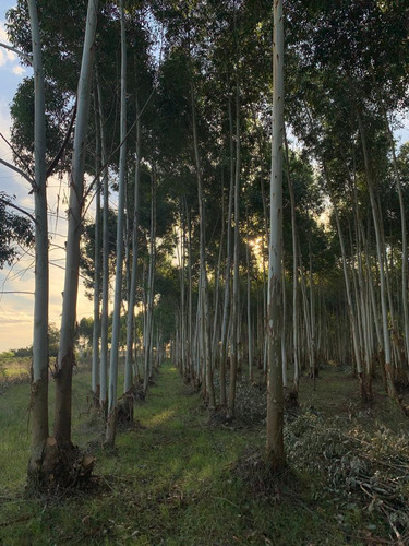 Preciso Monte Eucalyptus 