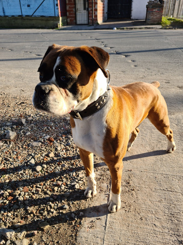Servicio Monta Boxer Macho