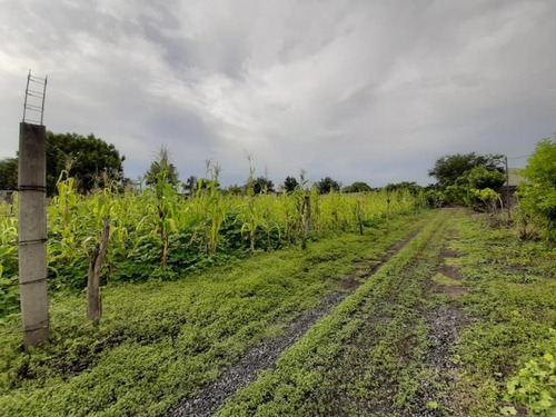 Imagen 3 de 4 de Terreno En Venta Tlayacapan