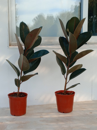 Ficus Elastica O Gomero Variedad De Tamaños
