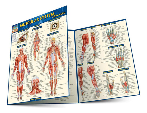 Libro: Muscular System Advanced (quick Study Academic)
