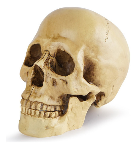 Cráneo Humano De Resina, Mandíbula Articulada, For Escuela