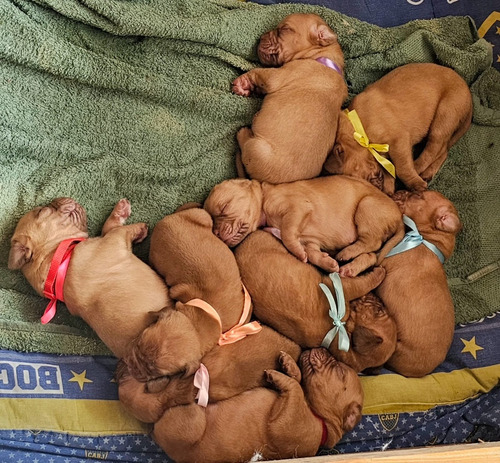 Venta De Cachorros Dogo De Burdeo