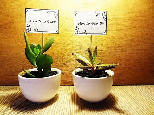 Recuerdos Cactus Encintados Plantas Para Matrimonios Regalos (Usado)