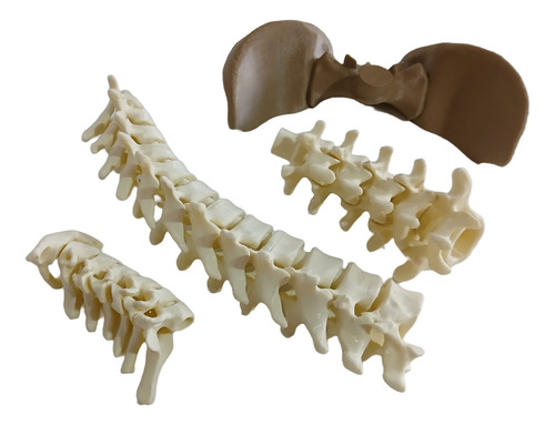 Columna Vertebral Completa - Encastrable Impresion 3d
