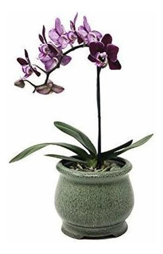 Maceta - Maceta Suculenta Para Orquídeas, Cerámica Con E