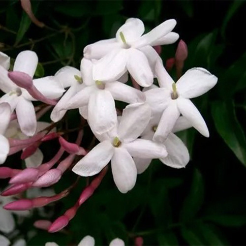 Planta Jazmin Naranja