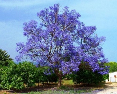 Kit 5 Mudas De Jacarandá Mimoso