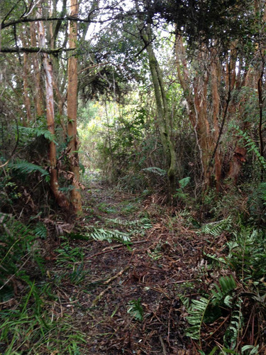 Parcela En Teupa A 12kms De Chonchi (14192)