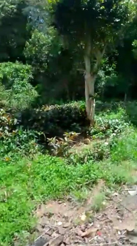 Imagem 8 de 8 de Terreno Com Árvores Frutíferas E Casa Á Terminar Cód. 561