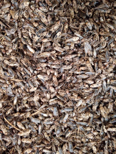 Imagen 1 de 10 de Mosco Seco 1.5kg Comida Para Pajaros,tortugas,ranas