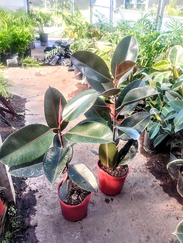 Gomero - Ficus Elástica - Planta Interior - Maceta 5 Litros