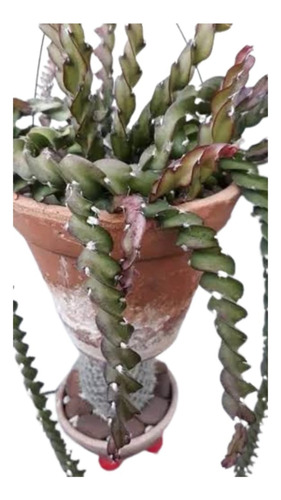 1 Corte Rhipsalis Lepismium Cruciforme Spiralis