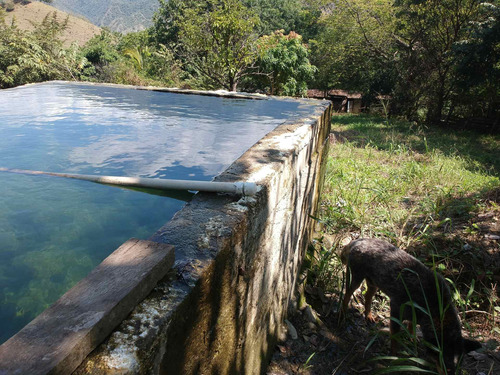 Imagen 22 de 30 de Finca Agrícola Santa Fe De Antioquia, Vereda El Tunal - Se Vende