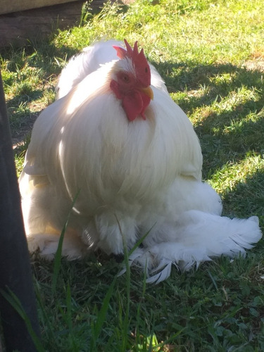 Imagen 6 de 9 de Huevos Fertiles . D .cochin Bantam Blanco Línea 100%europea