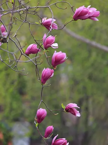 Magnolia Purpura Arbusto Tulipanero De Jardin- | MercadoLibre