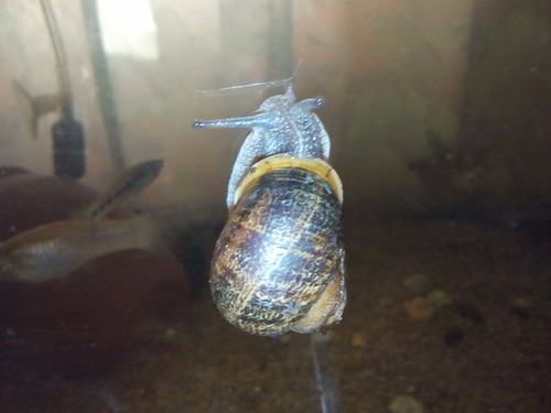 Caracoles Helix Aspersa Vivos