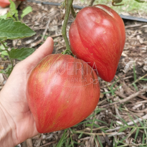 Semillas Tomate Corazon Crushed Heart | La Huerta Organica