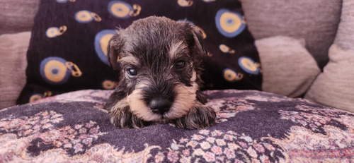 Cachorros Schnauzer Mini Sal Y Pimienta. 