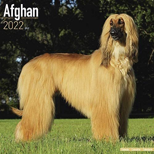 Libro: Afghan Hound Calendar Afghan Dog Calendar Dog Breed