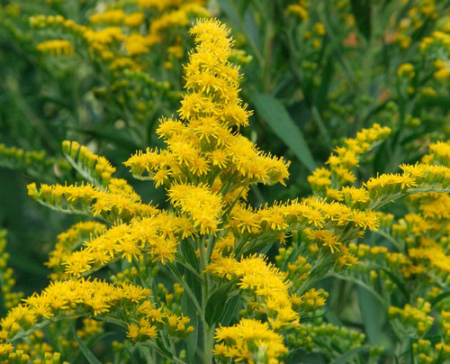 Vara Dorada (solidago Chilensis)- Herbácea Vivero De Nativas