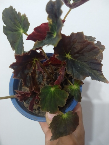 Begonia Bowerae ,begonia Negra ,begonia Nigra | MercadoLibre