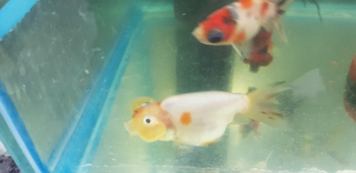 Pez Burbuja