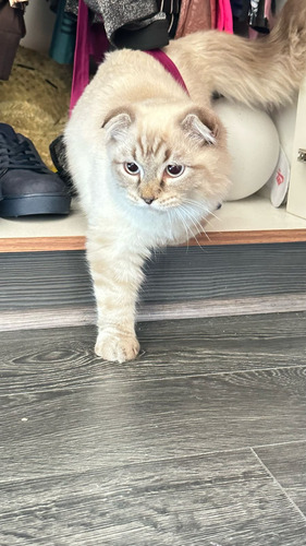 Gato Scottish Fold Escocés Exotico Vip Macho De Pelaje Suave