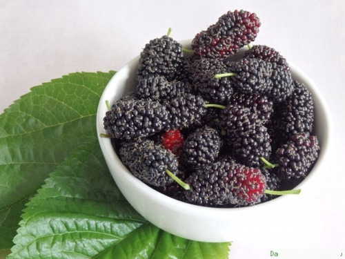 60 Sementes De Amora Preta Deliciosa Fruta Árvore Ou Bonsai