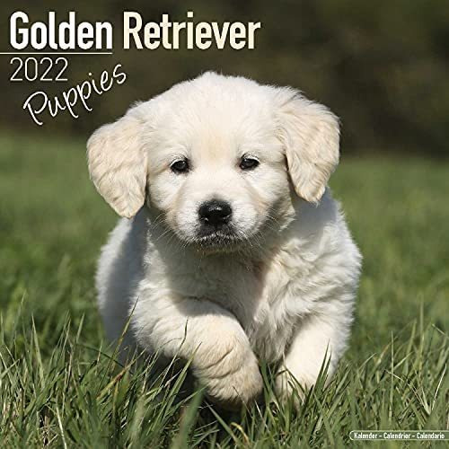 Libro: Calendario De Cachorros Golden Retriever Calendarios