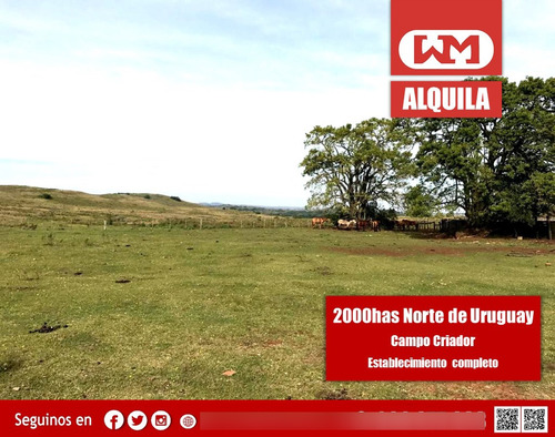 Arrendamiento Campo 3300 Hectáreas En Tacuarembó Uso Ganadero Criador Alquiler Campos En Uruguay