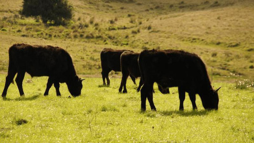 Campo | Garzon