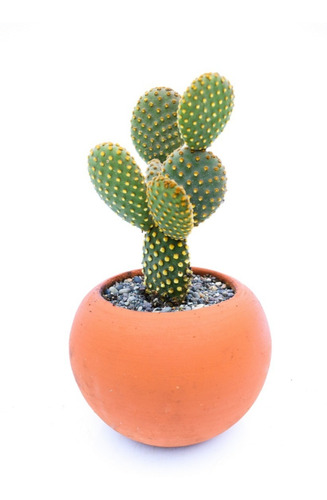 Opuntia Planta De Interior En Maceta Exterior Cactus