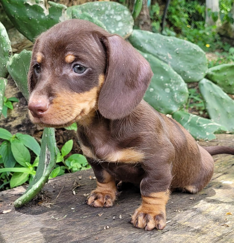 Cachorras Teckel Chocolates Med, Bog Animal Pets Colombia 