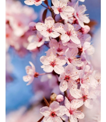 Imagen 2 de 9 de Cerezo Sakura Japonés - Muy Lindos - Calidad. Hab. X Senasa