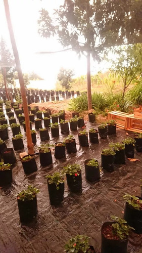 Plantas De Fresas Blancas