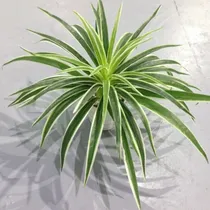 Comprar Ramo Hoja Artificial Chlorophytum Planta Verde Maceta Deco