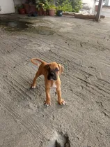 Comprar Encantador Cachorro Bóxer % 100 Raza Pura