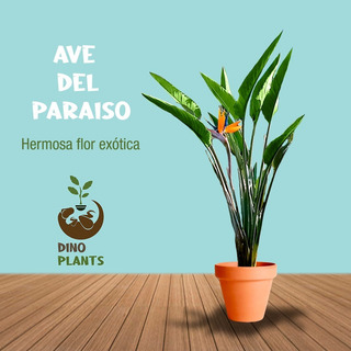 Flor Ave Del Paraiso | MercadoLibre ?