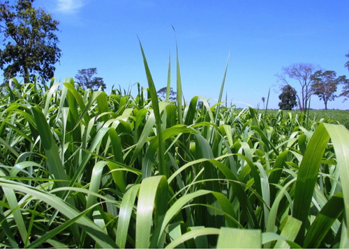 Se Vende Semilla Forrajera Panicum Tanzania 40 Kg