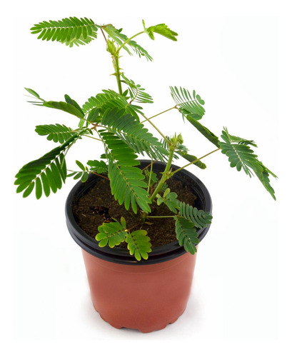 Mimosa Pudica O Sensitiva Planta Exótica 