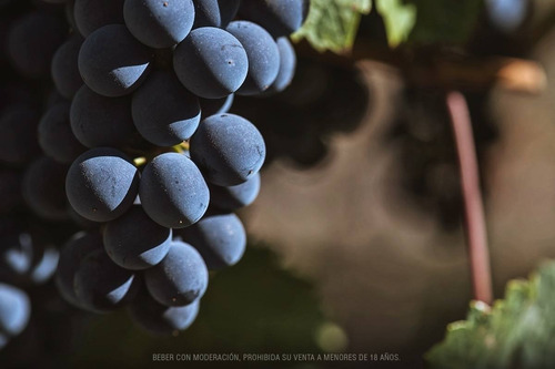Imagen 2 de 10 de Vino Trumpeter Cabernet Sauvignon 750ml. - Envíos