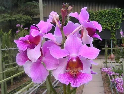 Venta De Orquídeas Vanda Teres