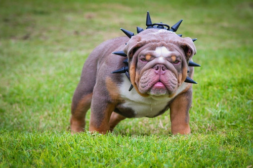Catálogo De Bulldogs
