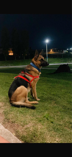 Perros Ovejeros Alemanes