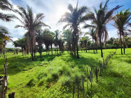 Propriedade Com 60 Hectares De Terra