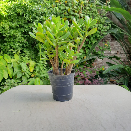 Imagen 2 de 6 de Suculenta Arbol De Jade Raices Arcoiris Moron Caba